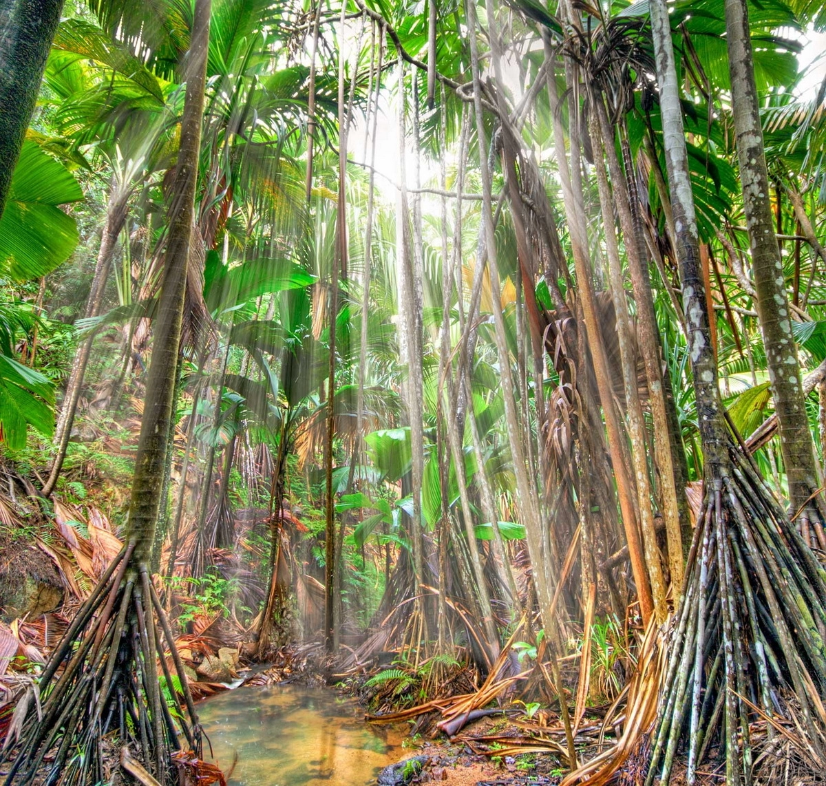 тропические леса ацинананы. биом тропический лес. джунгли в долине ганга. южная америка сельва лианы. джунгли польза.