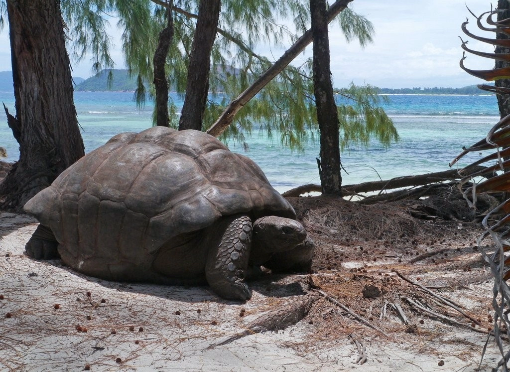 Слоновая черепаха среда обитания. Гигантская черепаха Альдабра. Галапагосская черепаха. Сейшельская гигантская черепаха. Слоновая черепаха.